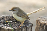 Prinia flavicans
